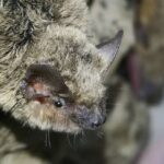 Реабилитация летучих мышей Москвы 🦇
