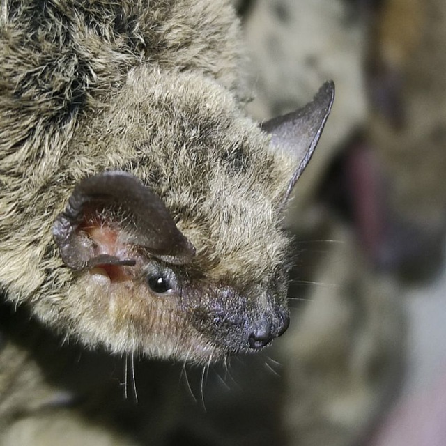 Реабилитация летучих мышей Москвы 🦇